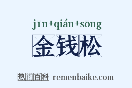 金钱松是什么意思的图片